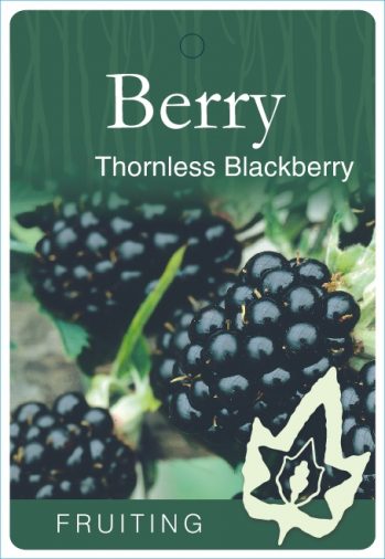 Thornless Blackberry bare root