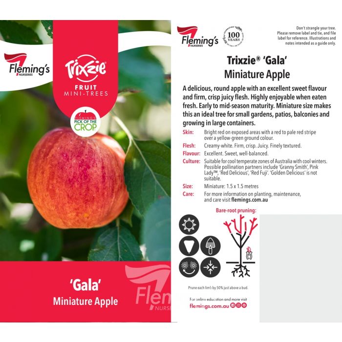 Trixzie Miniature Apple Gala bare root