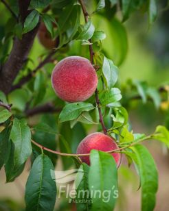 Tropic Beauty Peach bare root