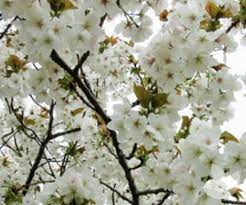 Tai Haku Flowering Cherrie bare root