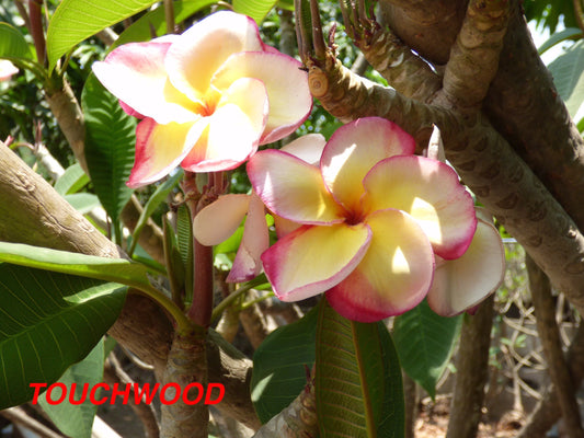 Touchwood 8lt