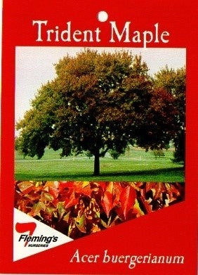 Acer Tridgent Maple bare root