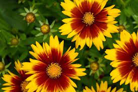 Coreopsis Uptick Gold And Bronze