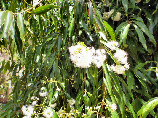 Weeping Lily Pily 50lt