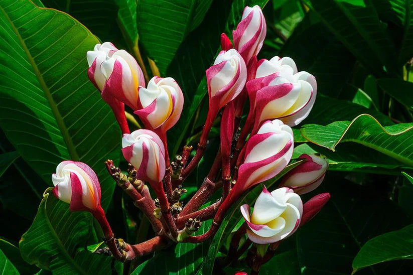 White Shell – Bigga Trees