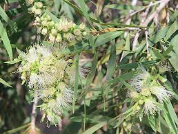 Callistemon Wilderness White 140mm