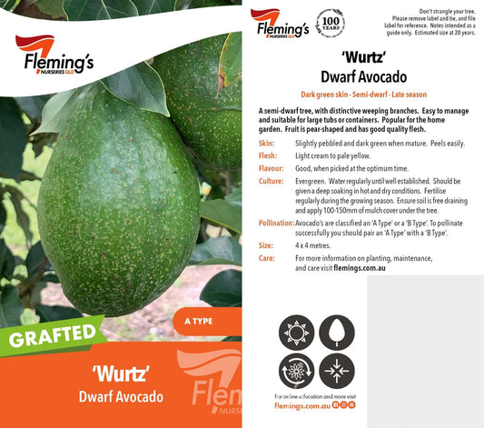 Dwarf Wurtz