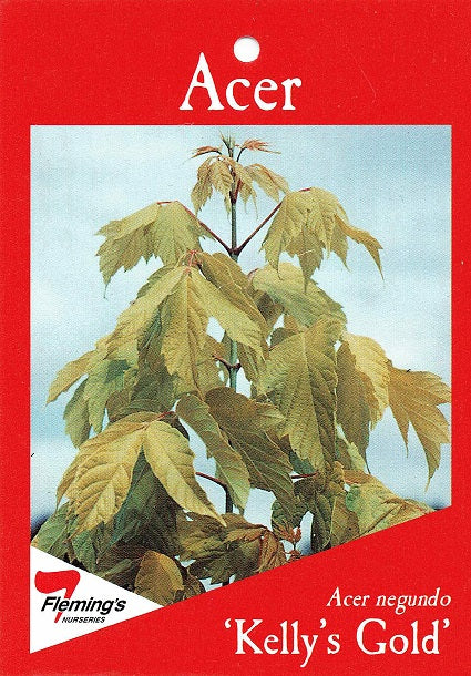 Acer negundo Kelly's Gold bare root