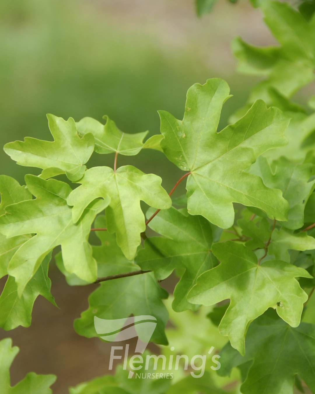 Acer Campestre 30lt