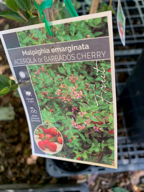 Acerola Barbados Cherry 14lt