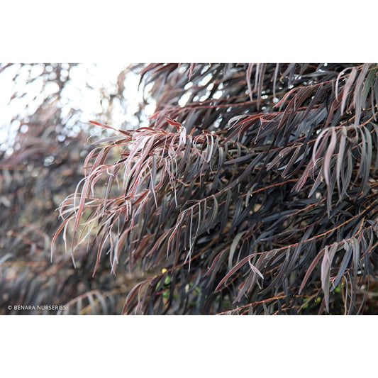 Agonis Flexuosa After Dark 50lt