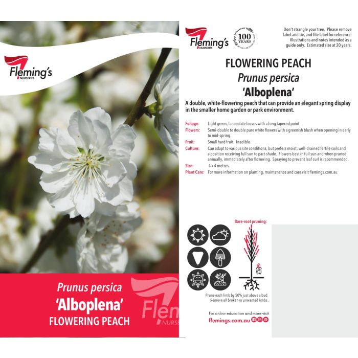 Alboplena Flowering peach bare root