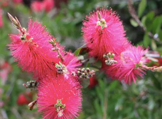 Callistemon All Aglow 140mm