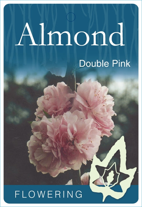 Flowering Almond Double Pink bare root