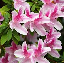 Azalea Alphonse Anderson 5lt