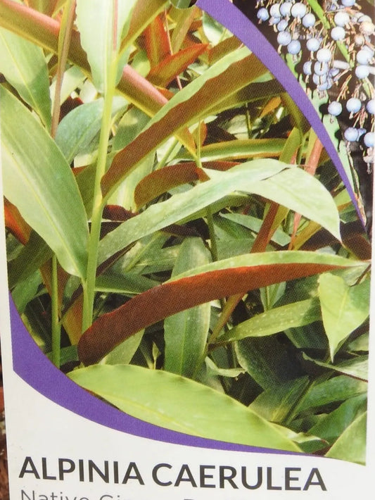 Alpinia Caerulea Red 30lt