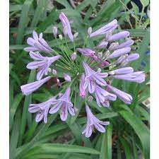 Agapanthus Amethyst 17cm