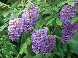 Wisteria Amethyst Falls 5lt