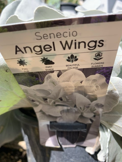 Senecio Angel Wings 18cm