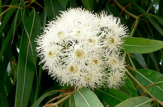 Angophora Costata 50lt
