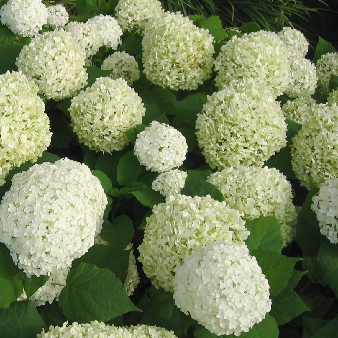 Hydrangea Arborescens Annabelle 20cm