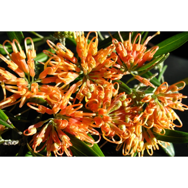 Grevillea Apricot Glow 140mm