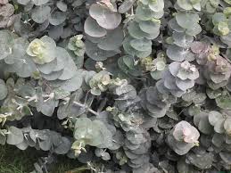 Eucalyptus Argyle Apple 8lt