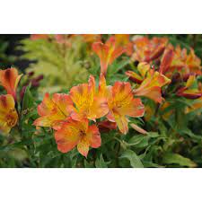 Alstroemeria Ariane 170mm