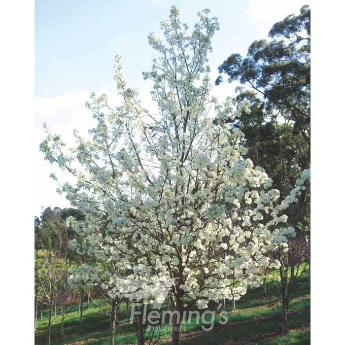 Pyrus Aristocrat bare root