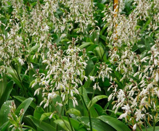 Arthropodium Cirratum 14cm