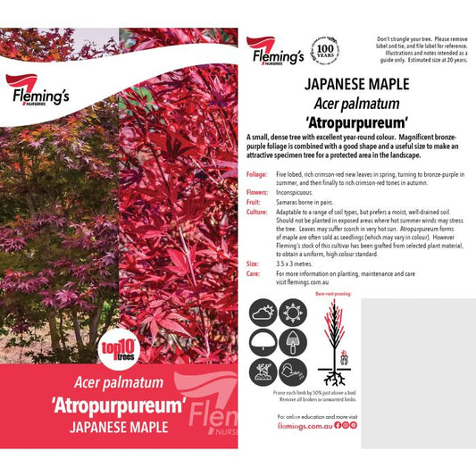 Acer Palmatum Atropurpureum Purple Maple 8lt