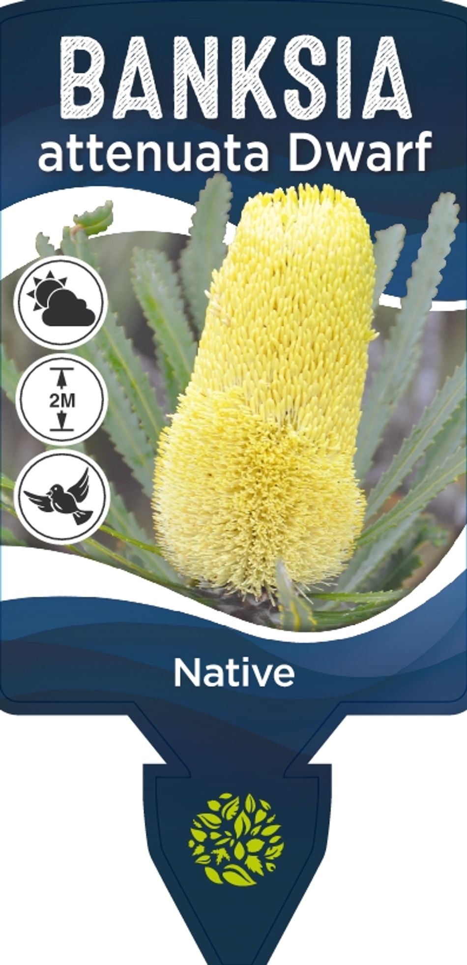 Banksia Attenuata 5lt