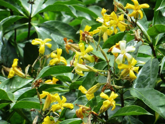 Hymenosporum Flavum 200mm