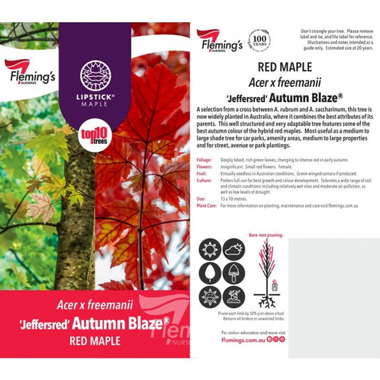 Acer x freemanii Autumn Blaze Lipstick Maple bare root