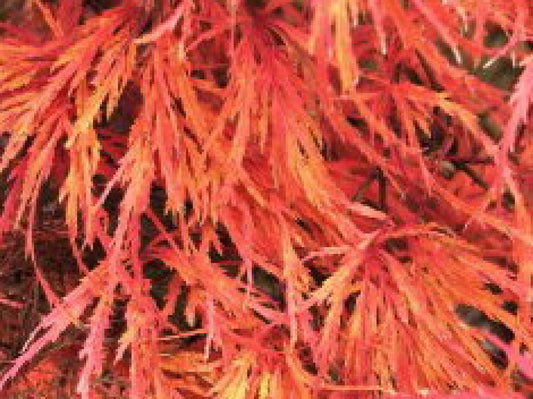 Acer Palmatum Dissectum Autumn Fire 50lt