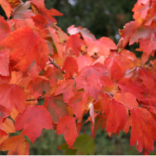 Acer Autumn Red bare root