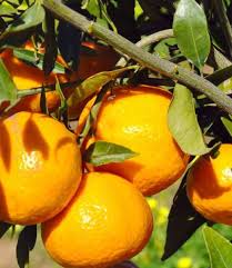 Avana Tardivo Mandarine 24lt