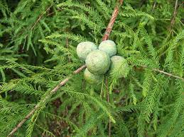 Bald Cypress bare root