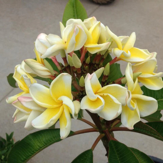 Bali Palace 30lt