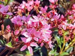 Rhaphiolepis Ballerina 14cm