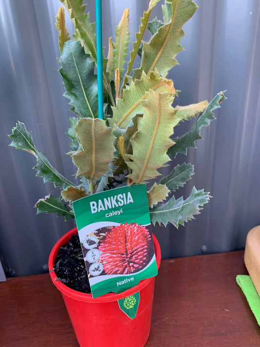 Banksia Caleyi 140mm