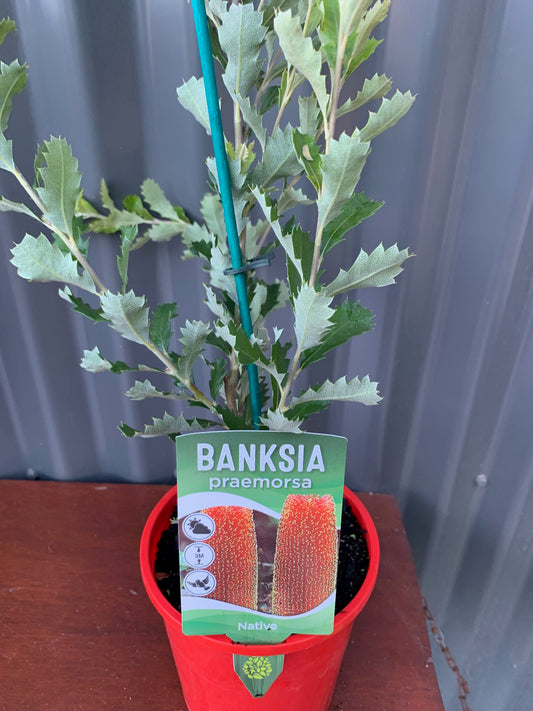 Banksia Praemorsa 175mm