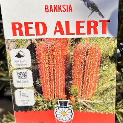 Banksia Red Alert 180mm