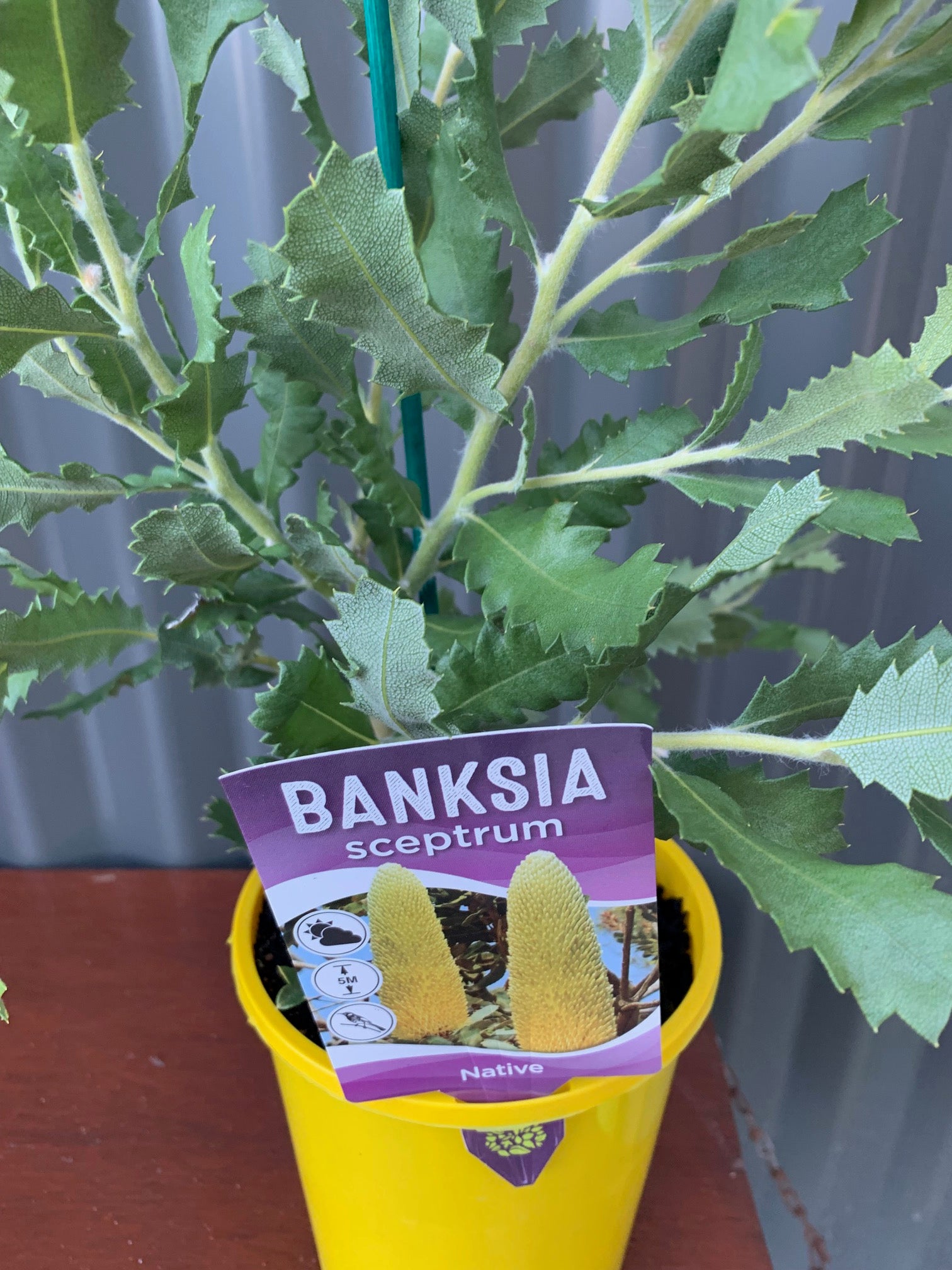 Banksia Sceptrum 175mm – Bigga Trees