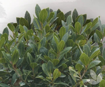 Bay Tree 140mm