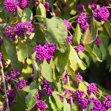 Callicarpa Beauty Berry