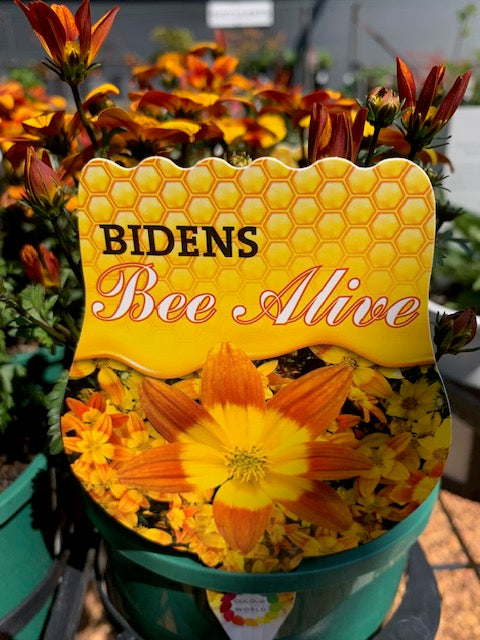 Bidens Bee Alive 140mm