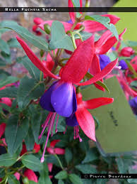 Fuchsia Bella Sacha 140mm