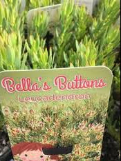 Leucadendron Bella's Buttons 175mm