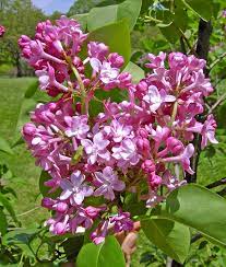 Syringa Belle De Nancy 18lt